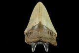 Bargain, 3.93" Fossil Megalodon Tooth - North Carolina - #131598-1